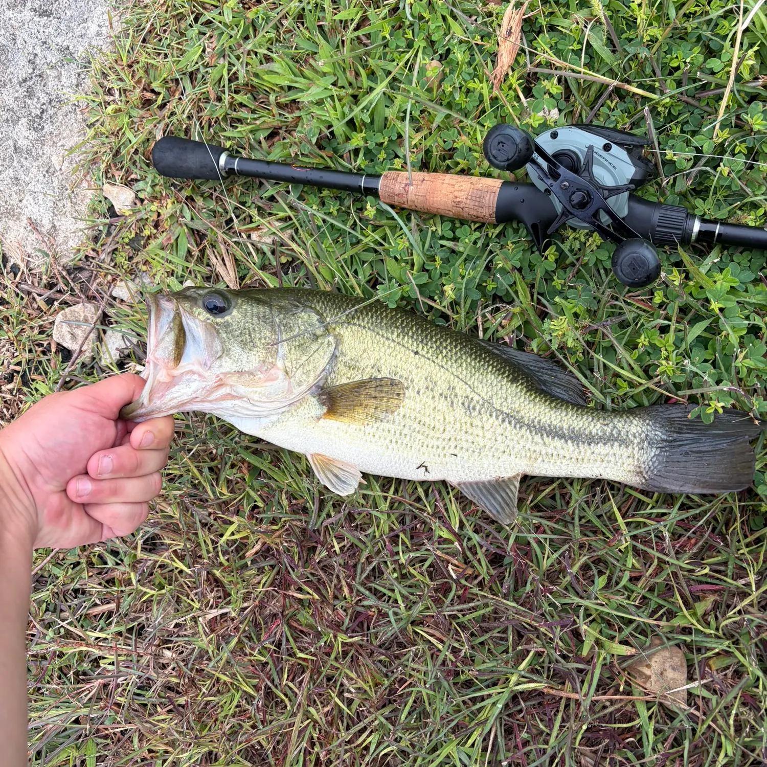 Largemouth bass caught on Fishbrain