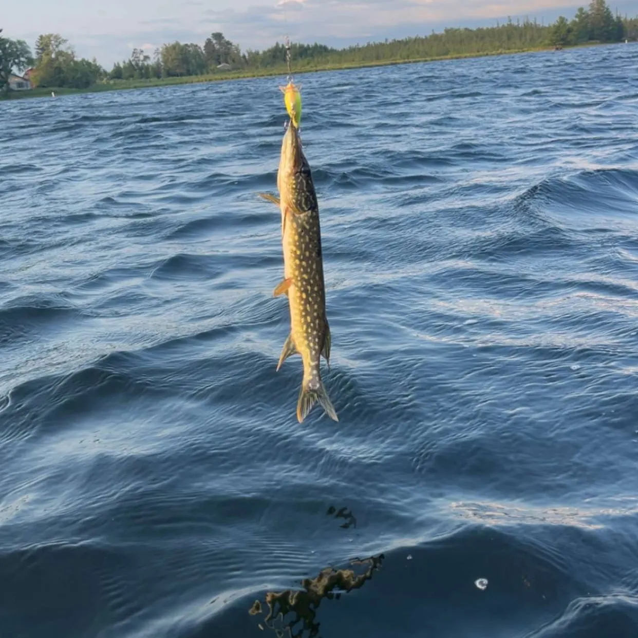 Northern pike caught on Fishbrain