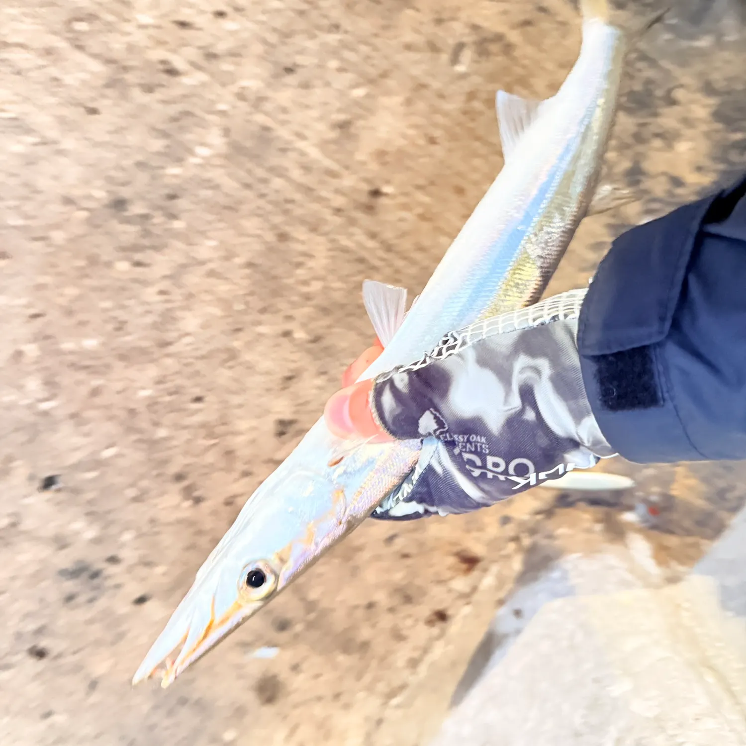 The most recent Southern sennet catches on Fishbrain