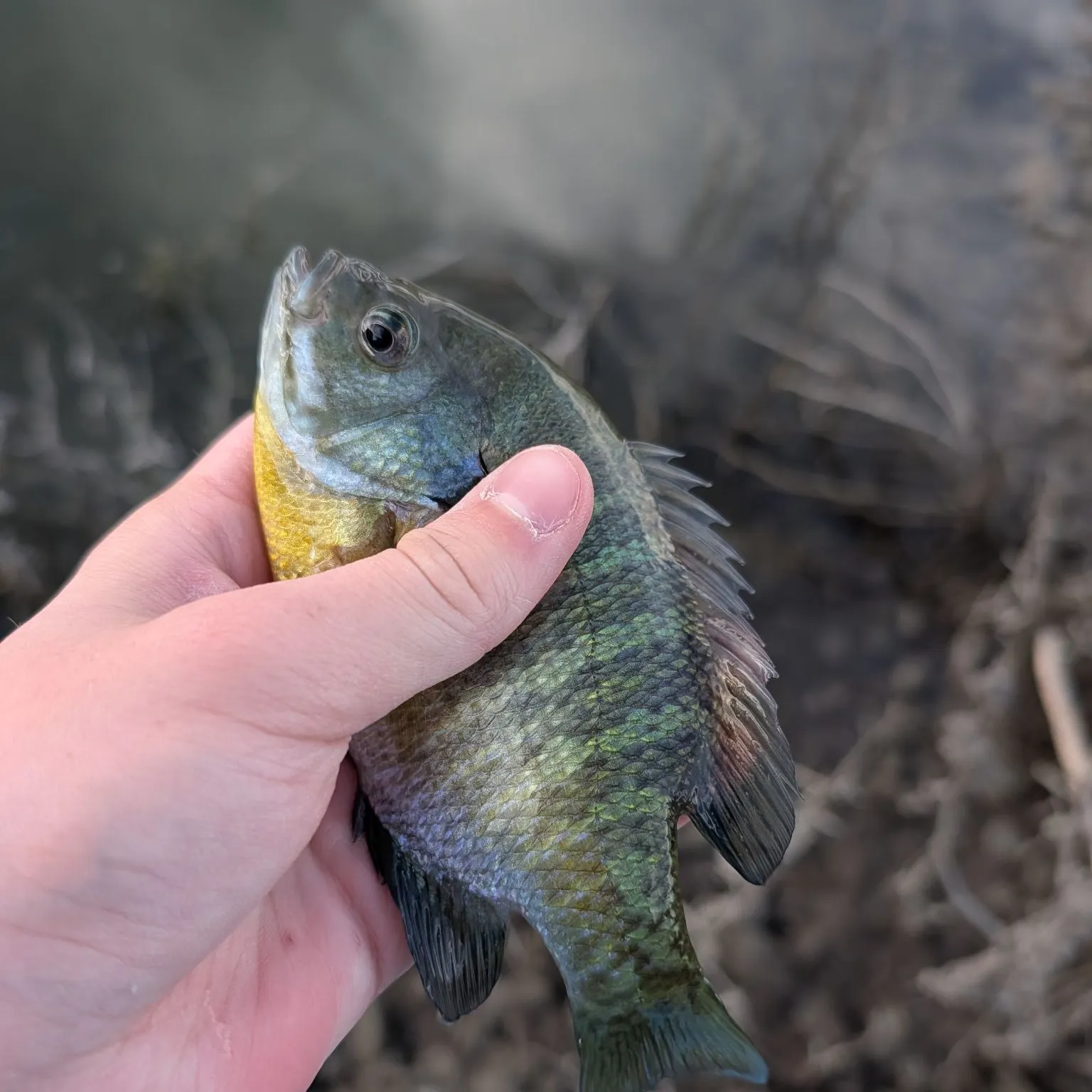 Bluegill caught on Fishbrain