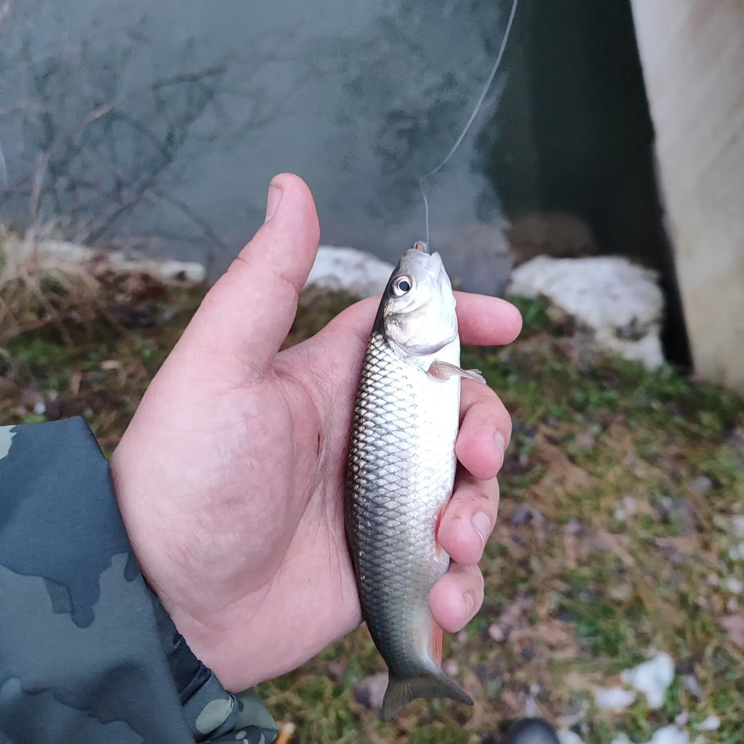 The most recent European chub catches on Fishbrain