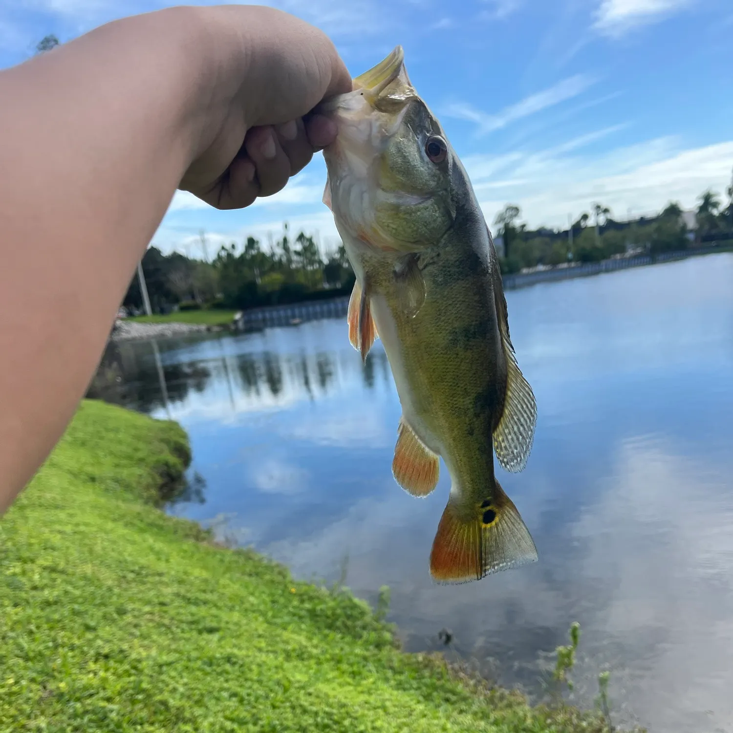 Butterfly peacock bass caught on Fishbrain