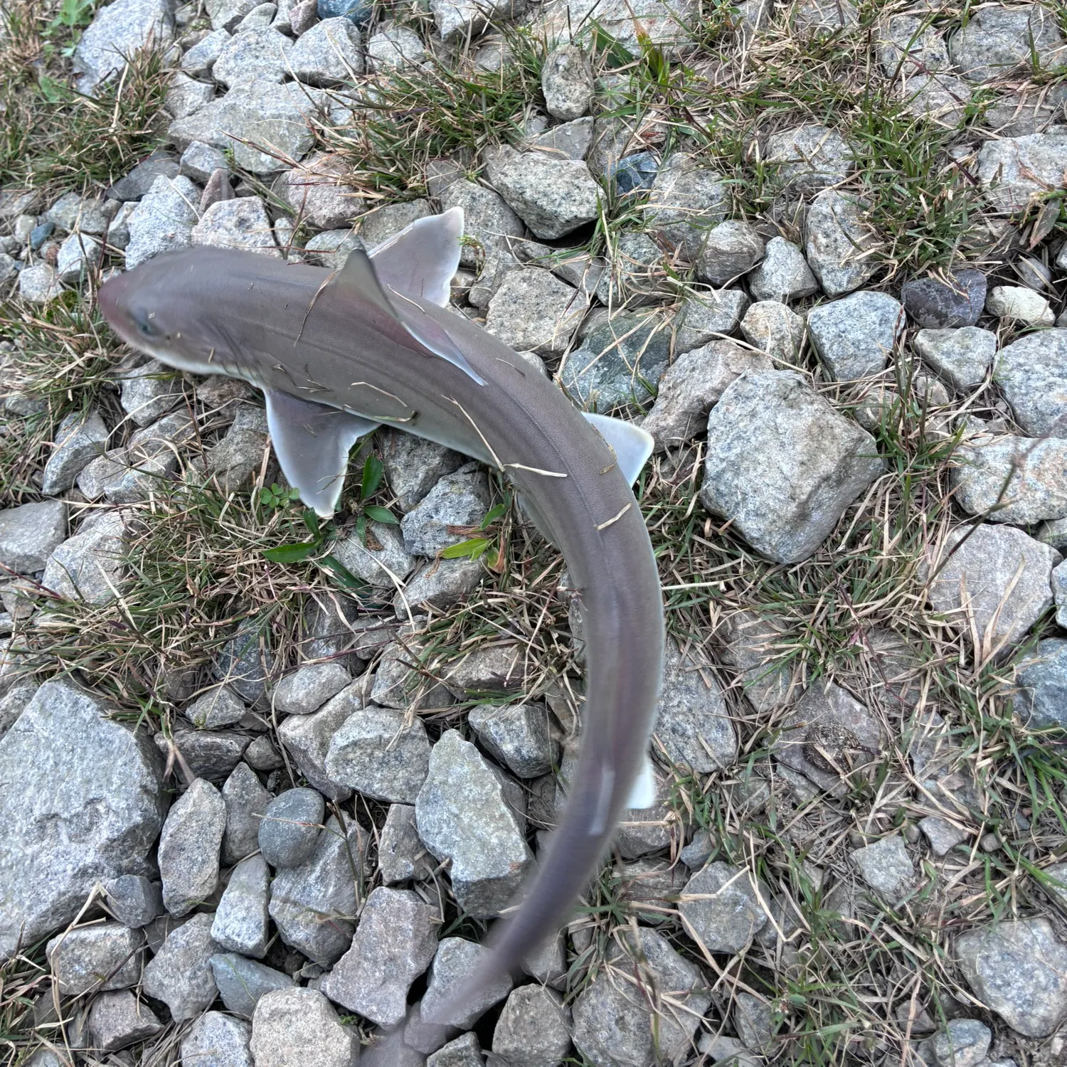 Dusky smooth-hound caught on Fishbrain