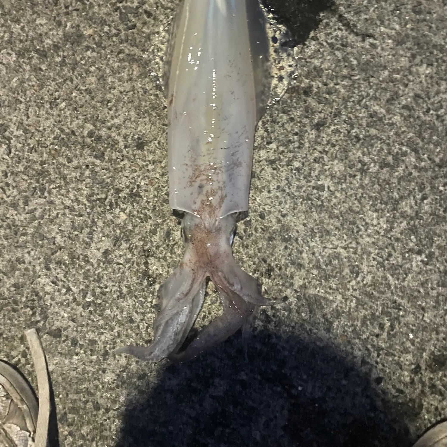 Gould's squid caught on Fishbrain