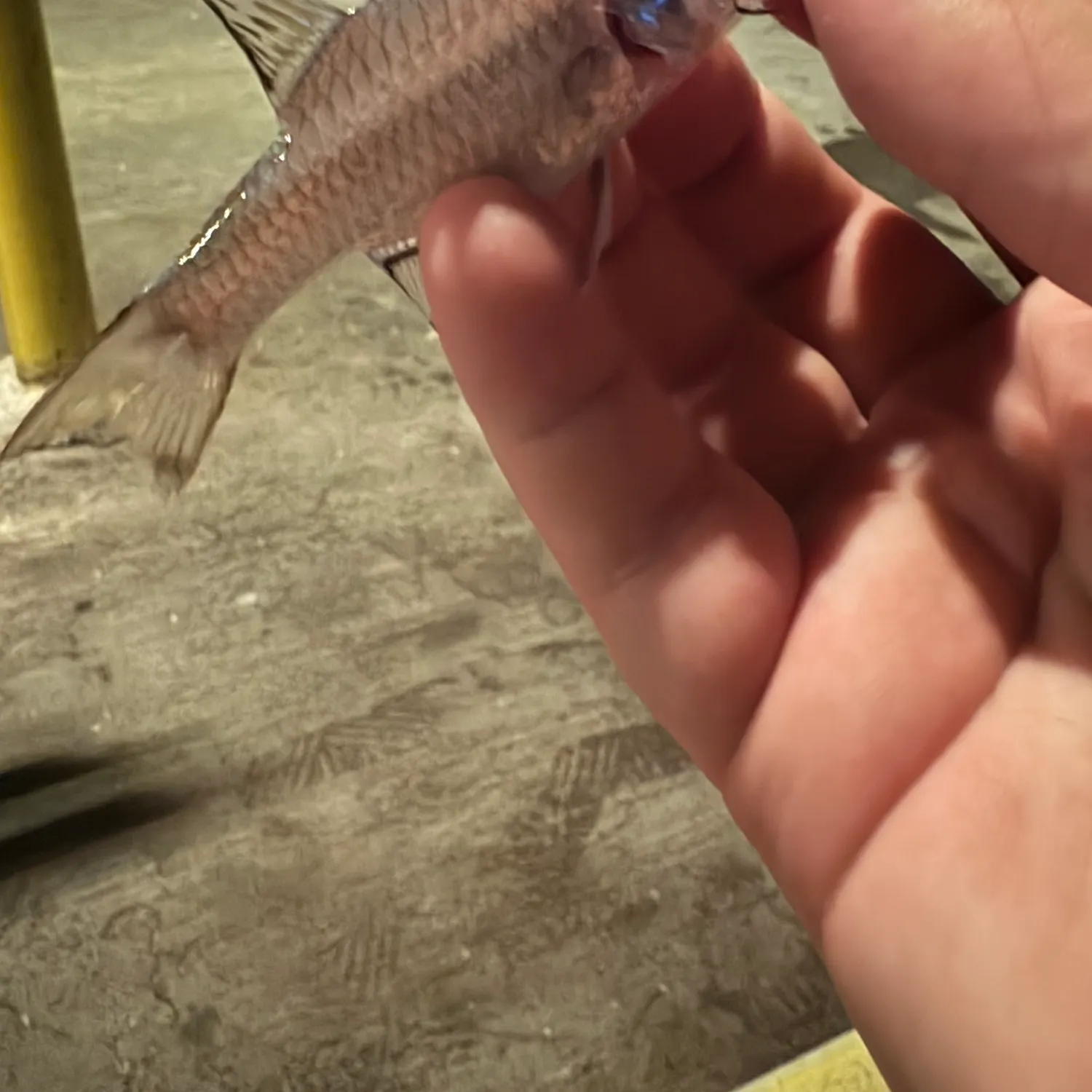 The most recent Iridescent cardinalfish catches on Fishbrain