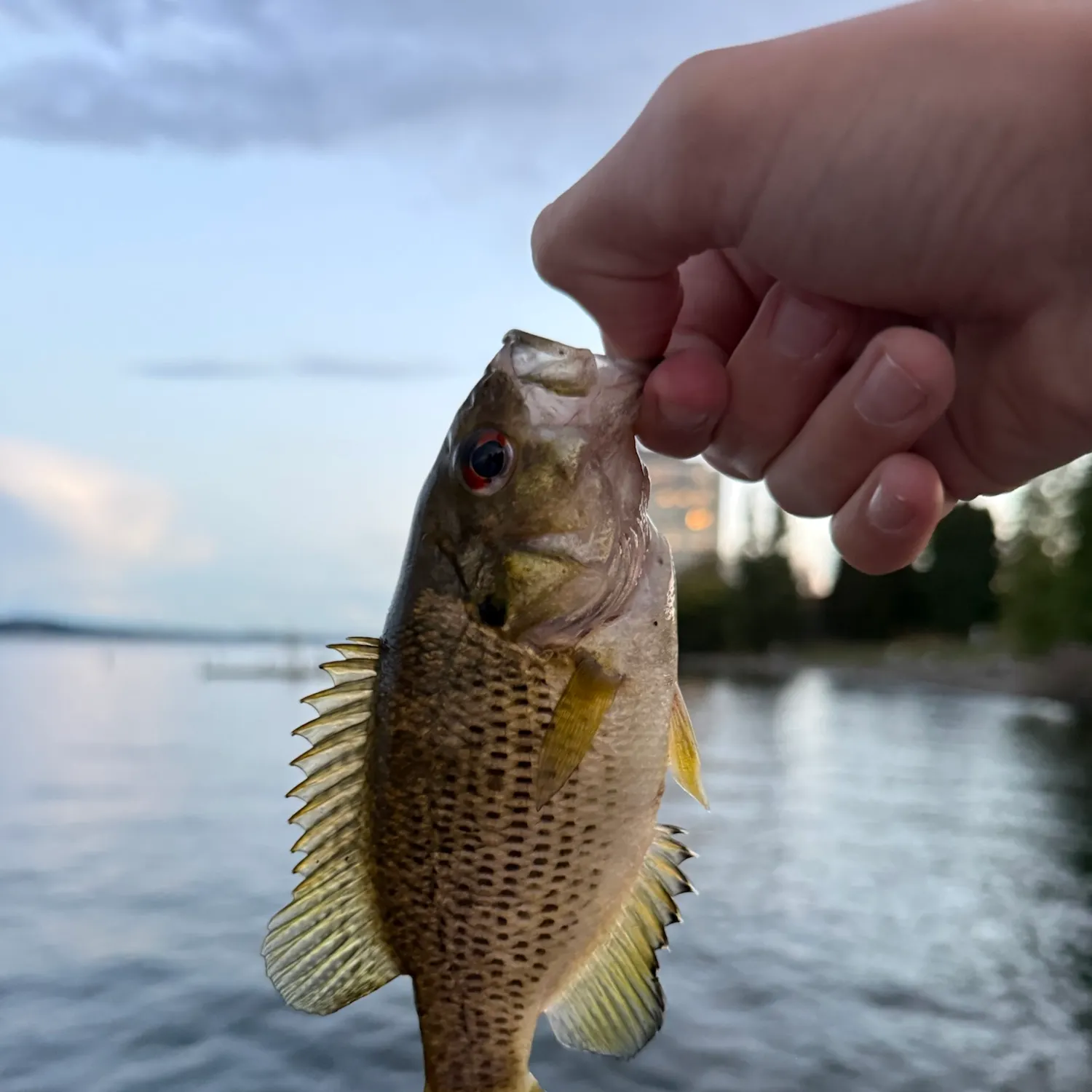 Rock bass caught on Fishbrain