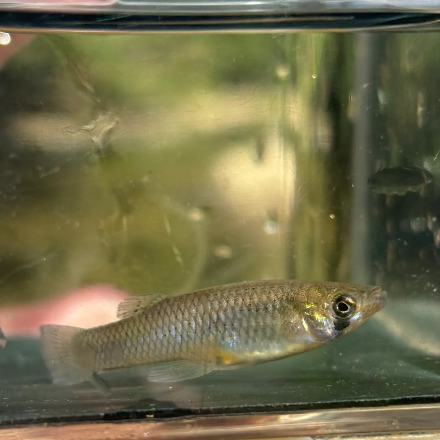 The most recent Western mosquitofish catches on Fishbrain