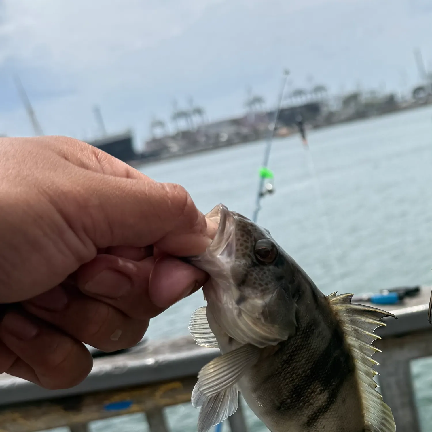 Barred sand bass caught on Fishbrain