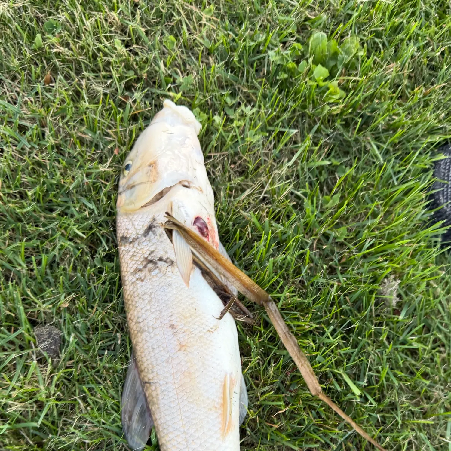 White sucker caught on Fishbrain