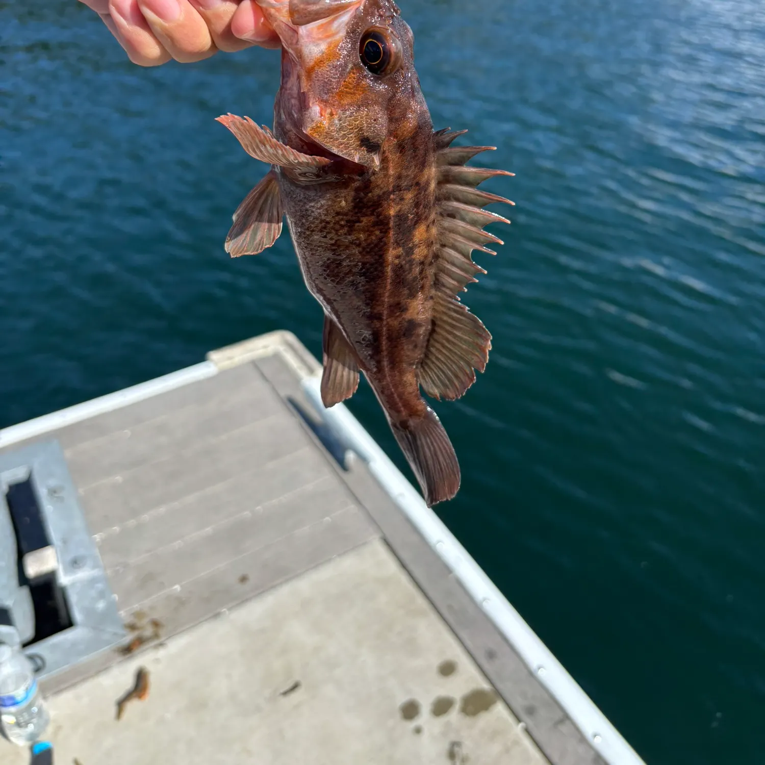 Copper rockfish caught on Fishbrain