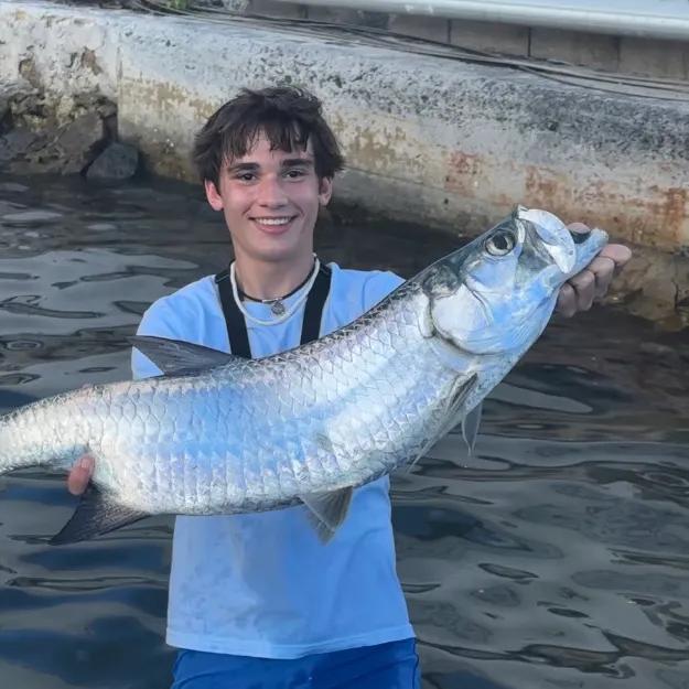 The most recent Tarpon catches on Fishbrain