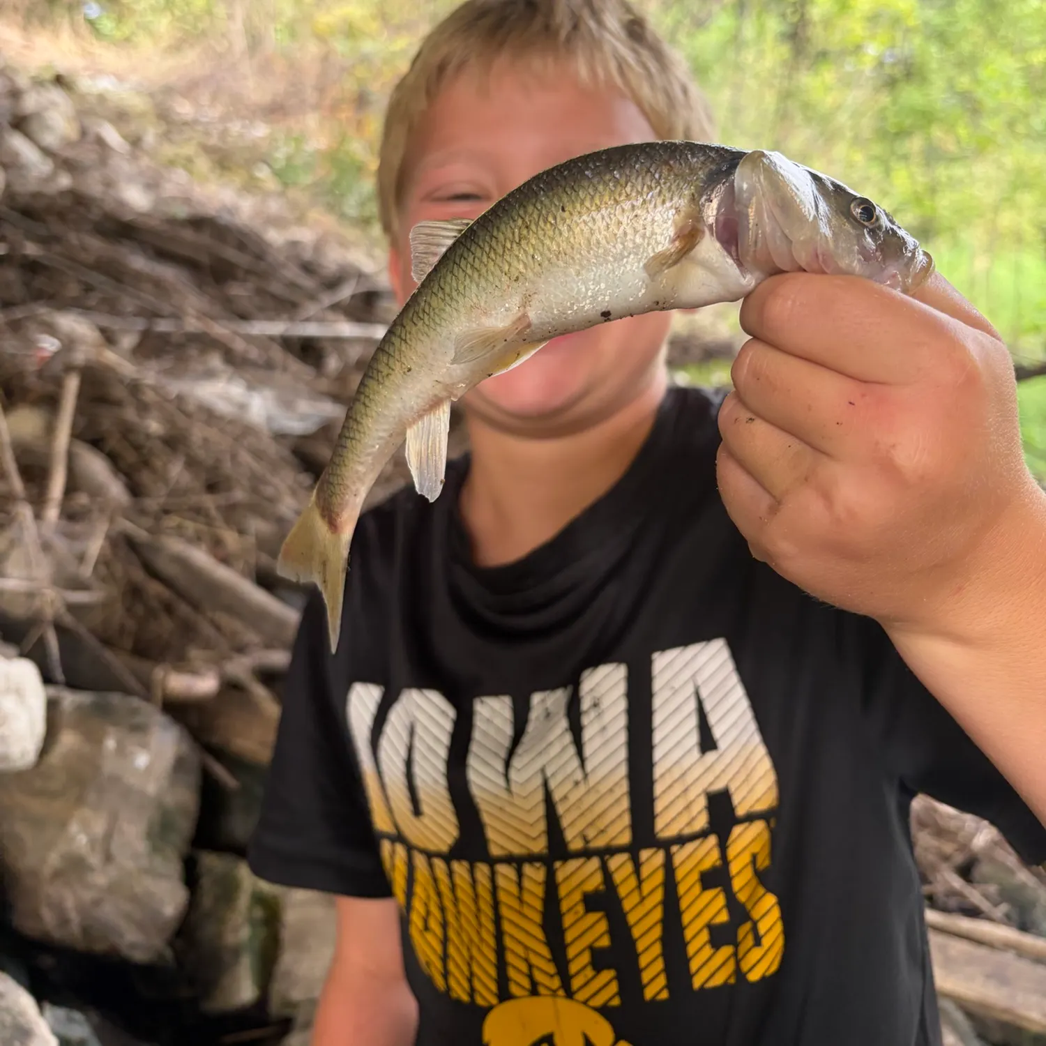 Creek chub caught on Fishbrain