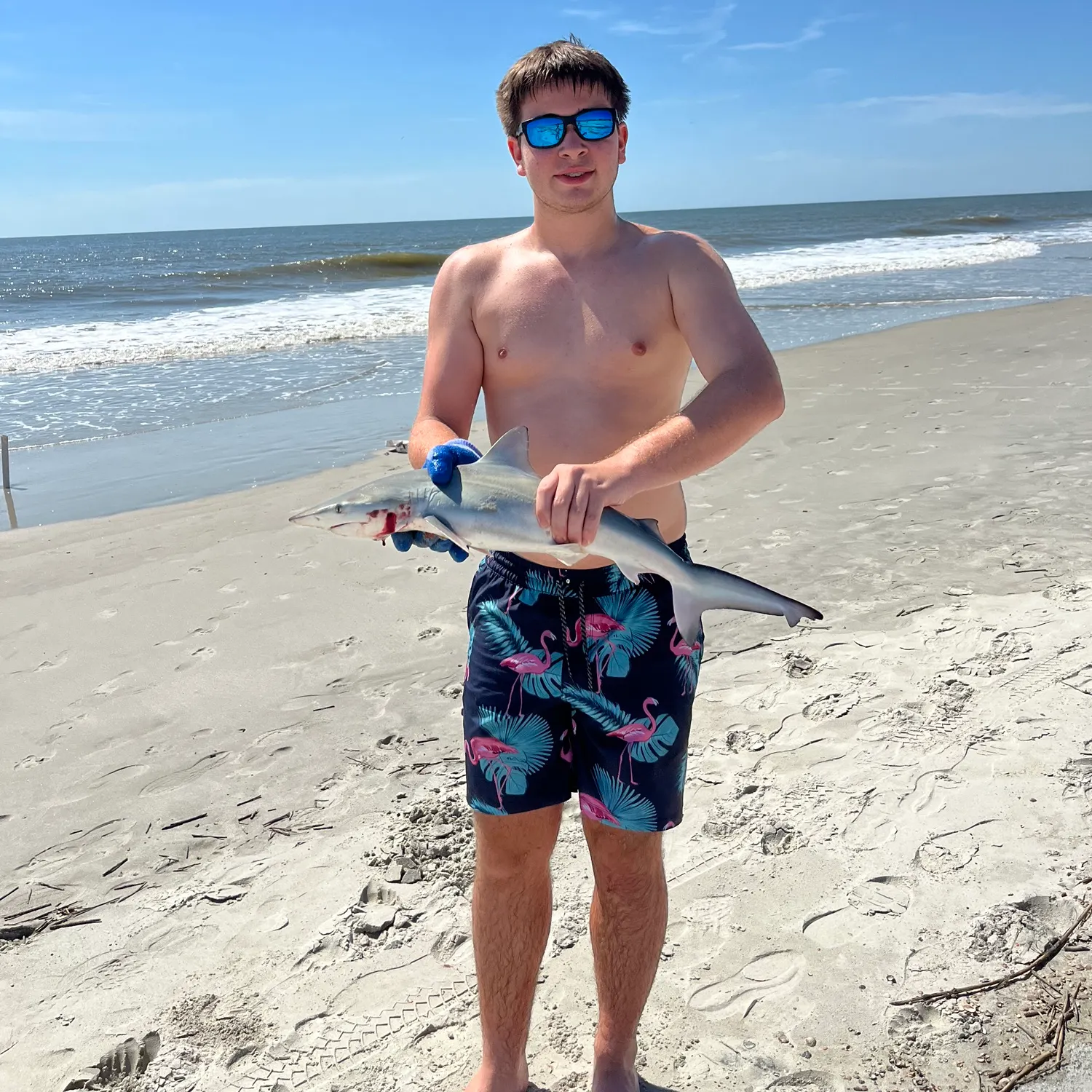Bull shark caught on Fishbrain