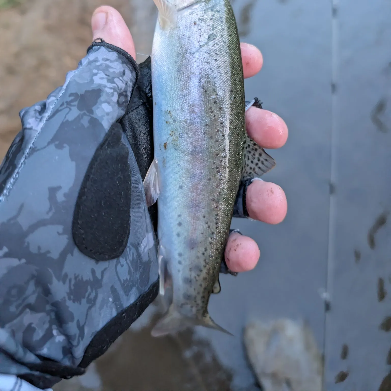 Rainbow trout caught on Fishbrain