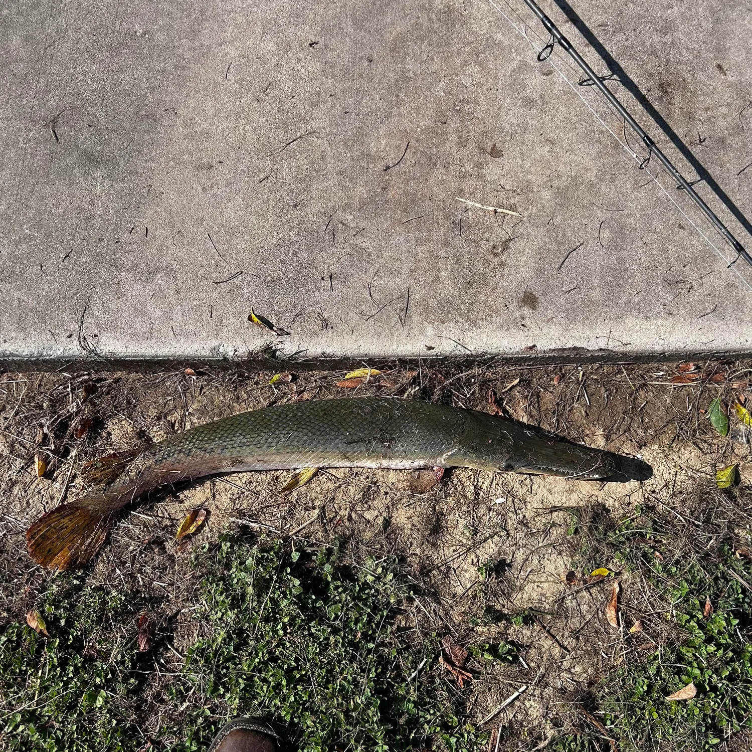 The most recent Alligator gar catches on Fishbrain