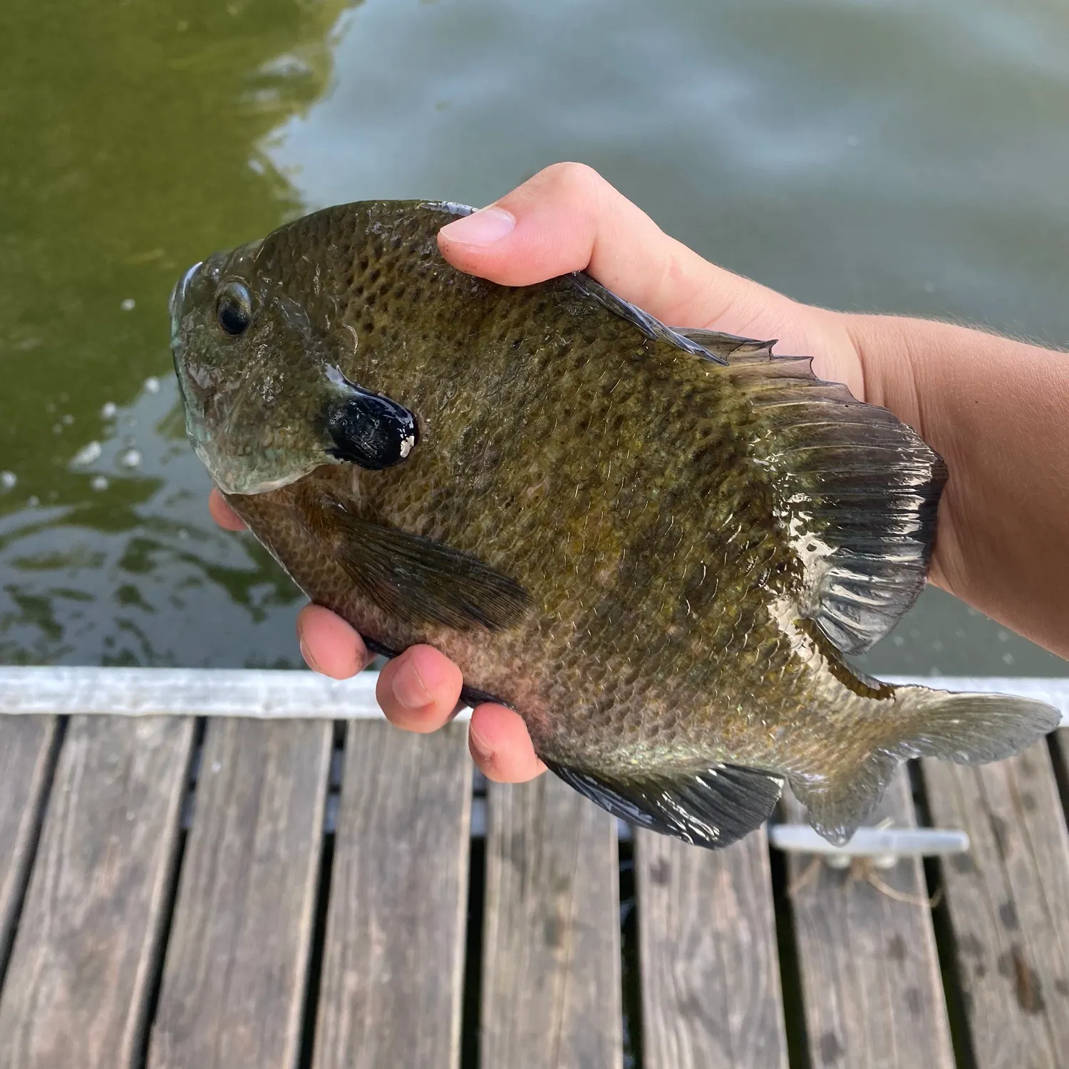 angler catch