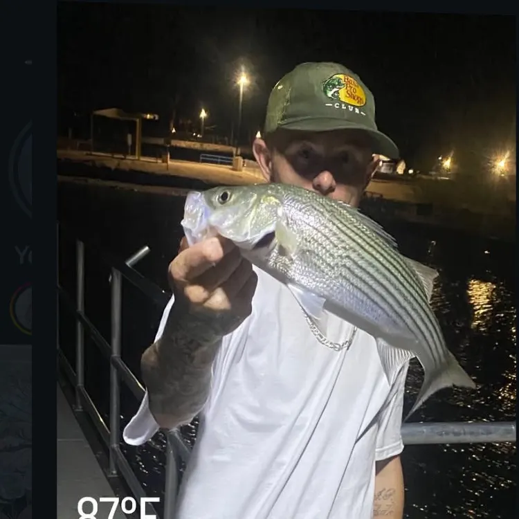 Striped bass caught on Fishbrain