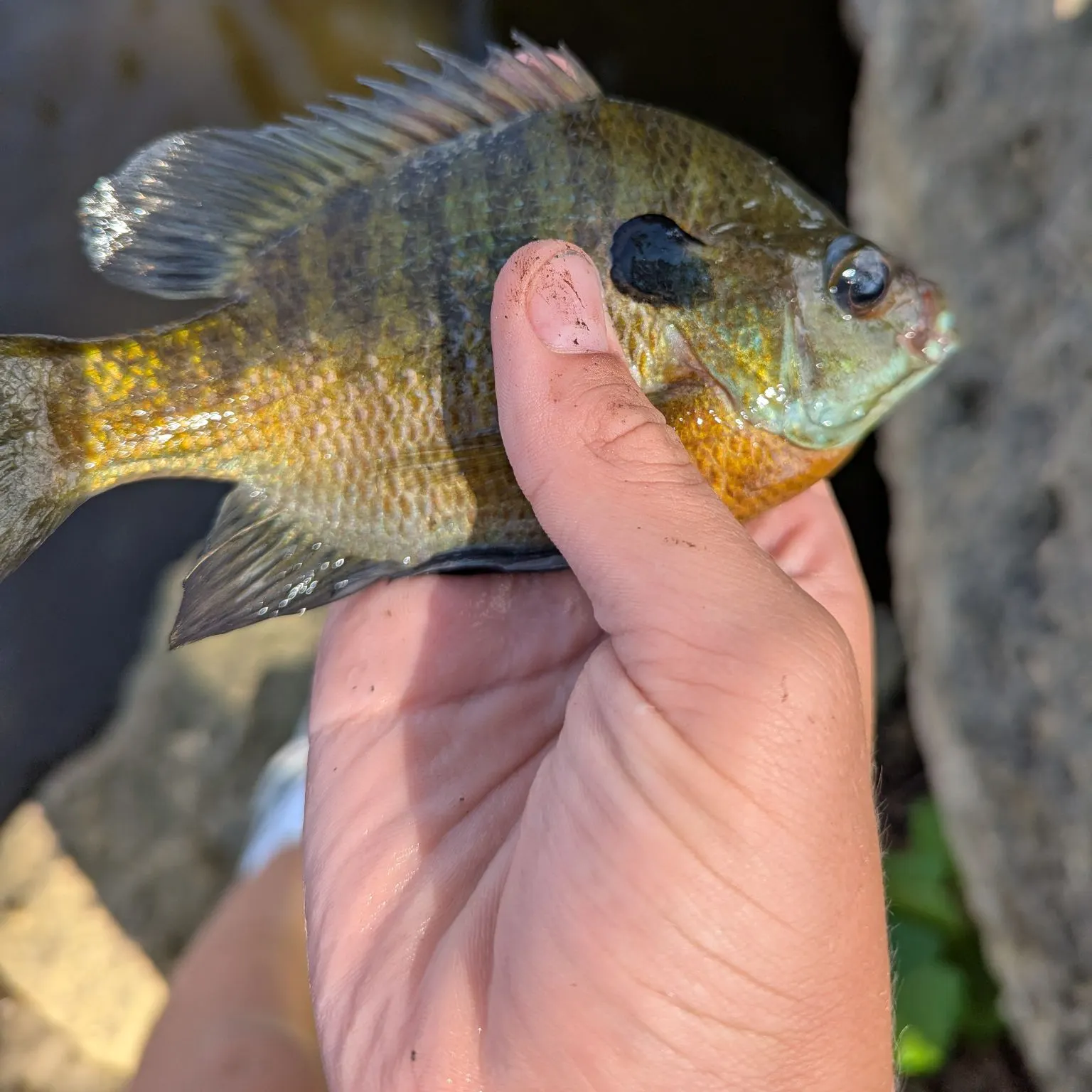 Bluegill caught on Fishbrain