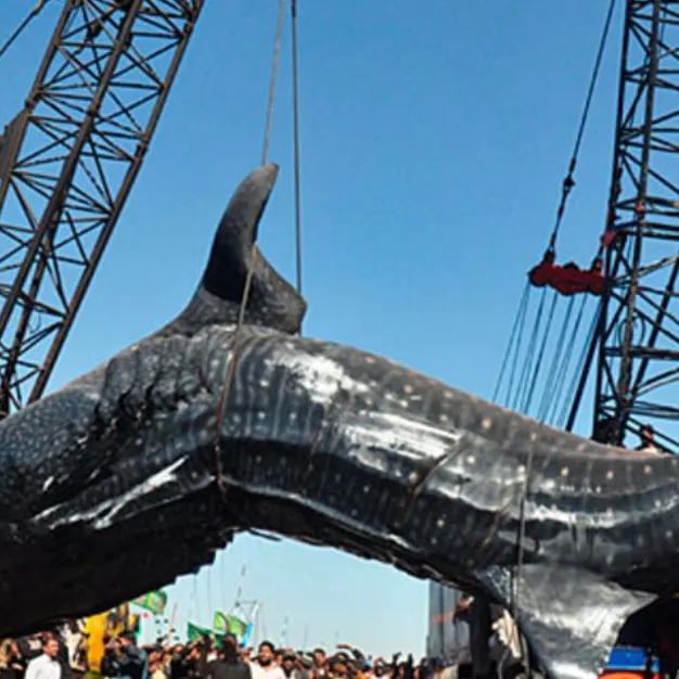 Whale shark caught on Fishbrain