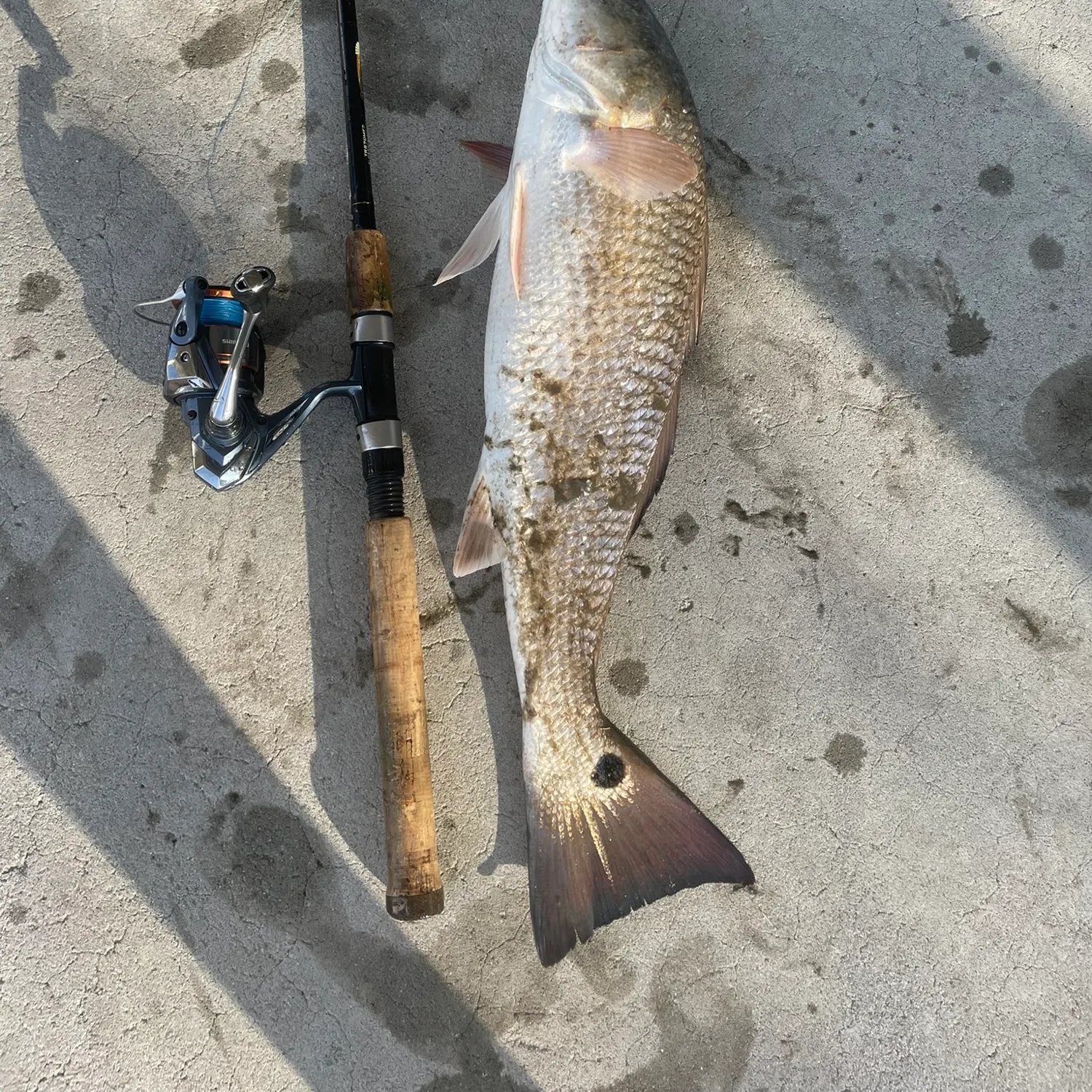 Red drum caught on Fishbrain