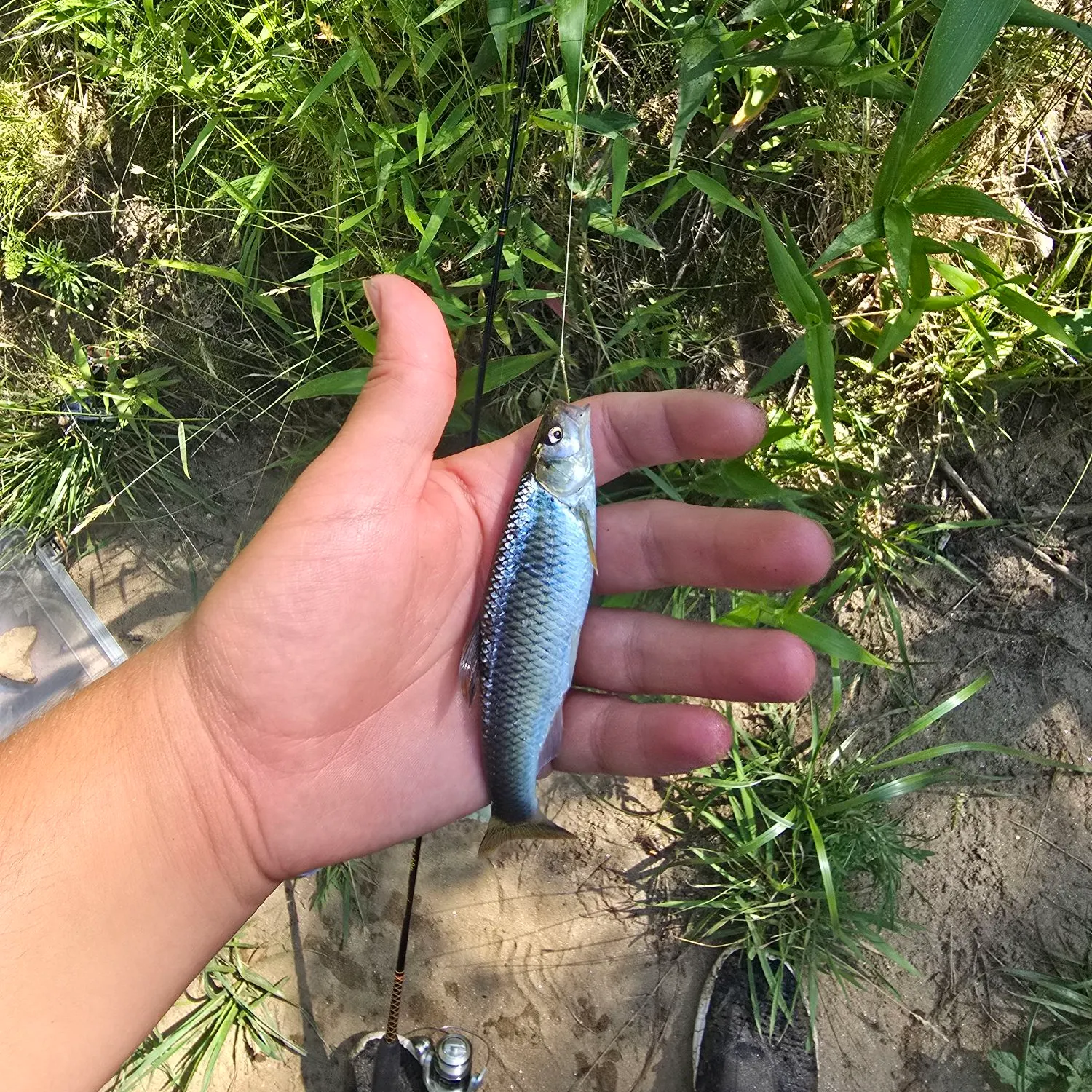 The most recent Whitetail shiner catches on Fishbrain