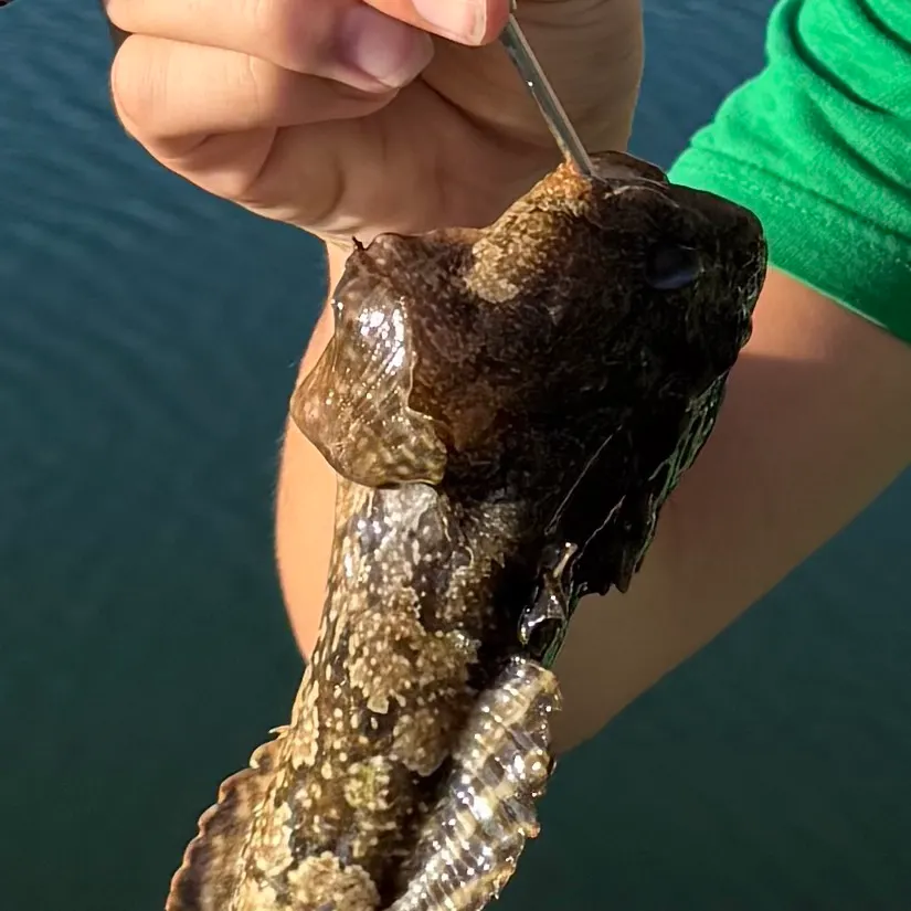 The most recent Oyster toadfish catches on Fishbrain