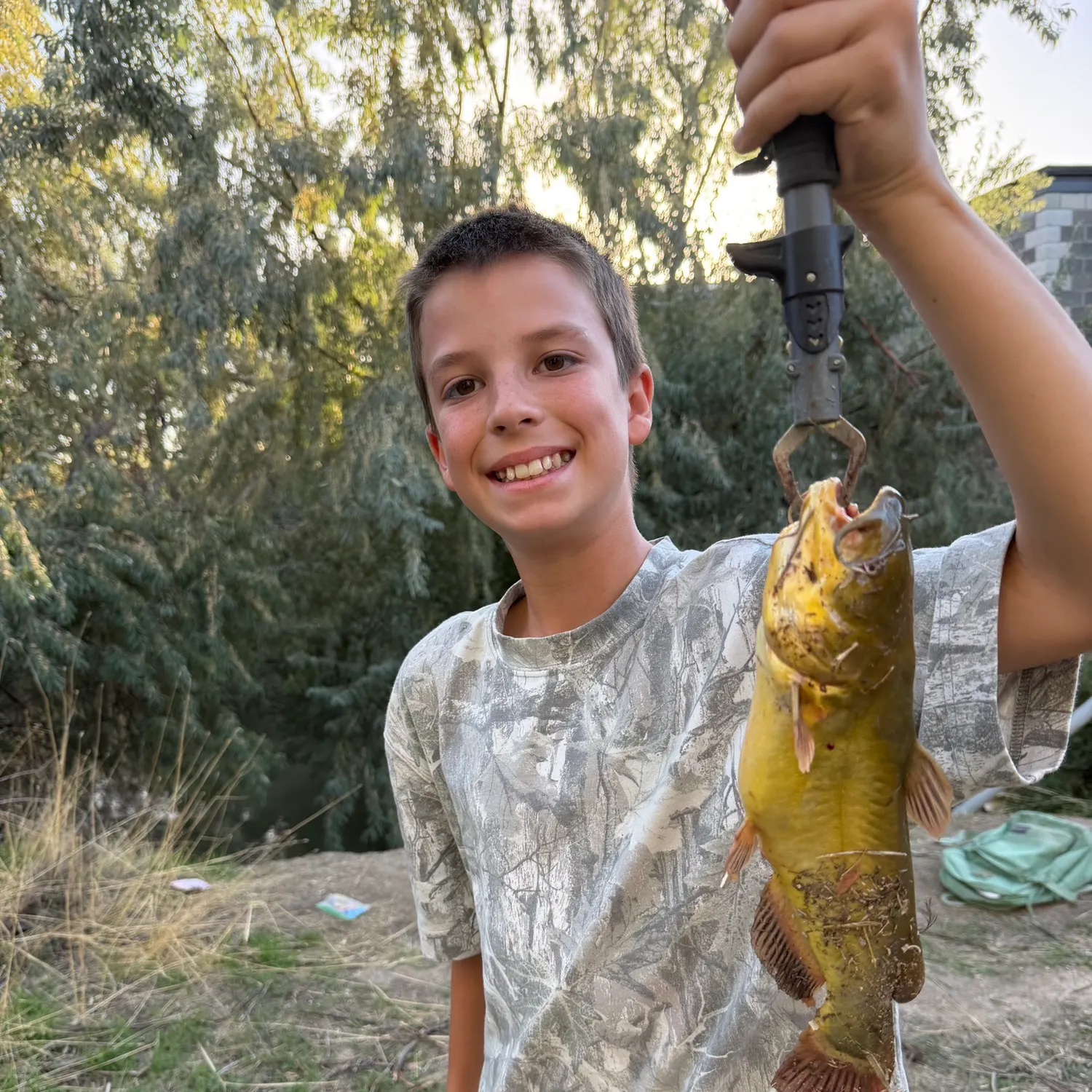 Yellow bullhead caught on Fishbrain