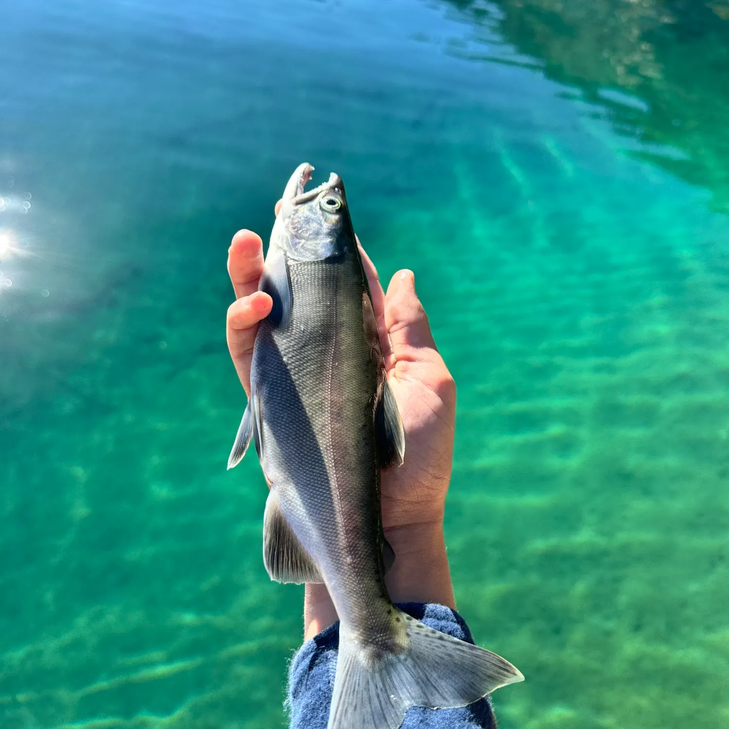 Kokanee salmon caught on Fishbrain