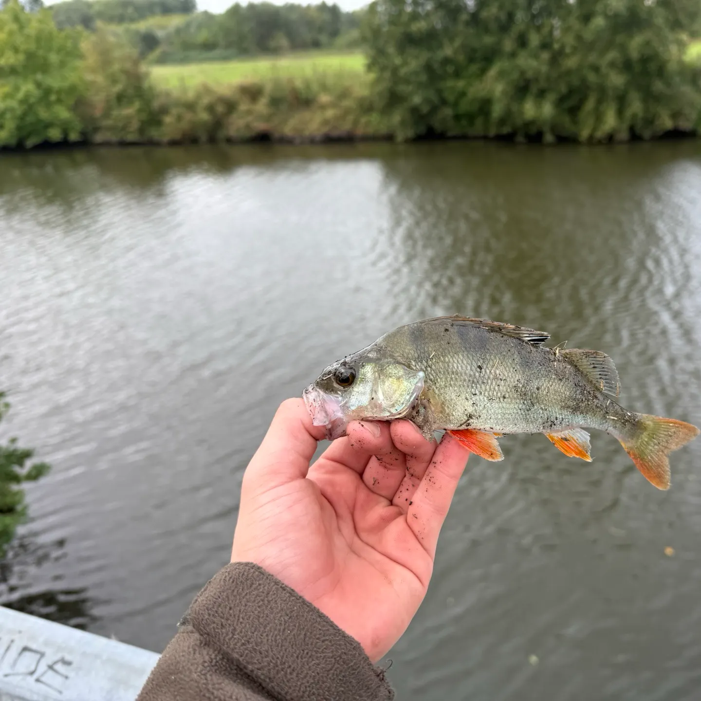 European perch caught on Fishbrain