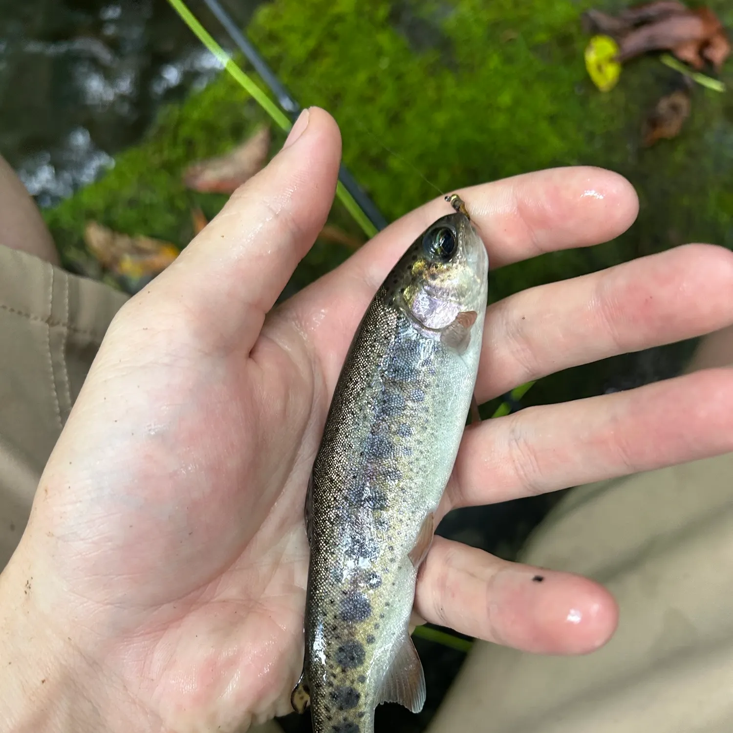 Rainbow trout caught on Fishbrain