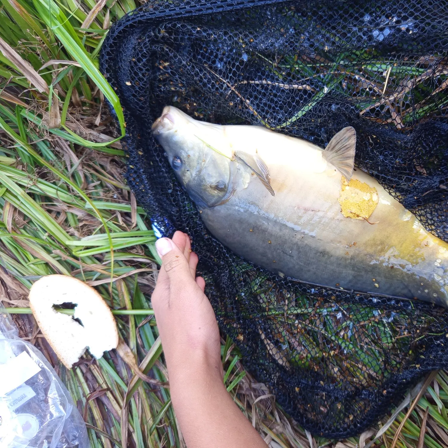 Leather carp caught on Fishbrain
