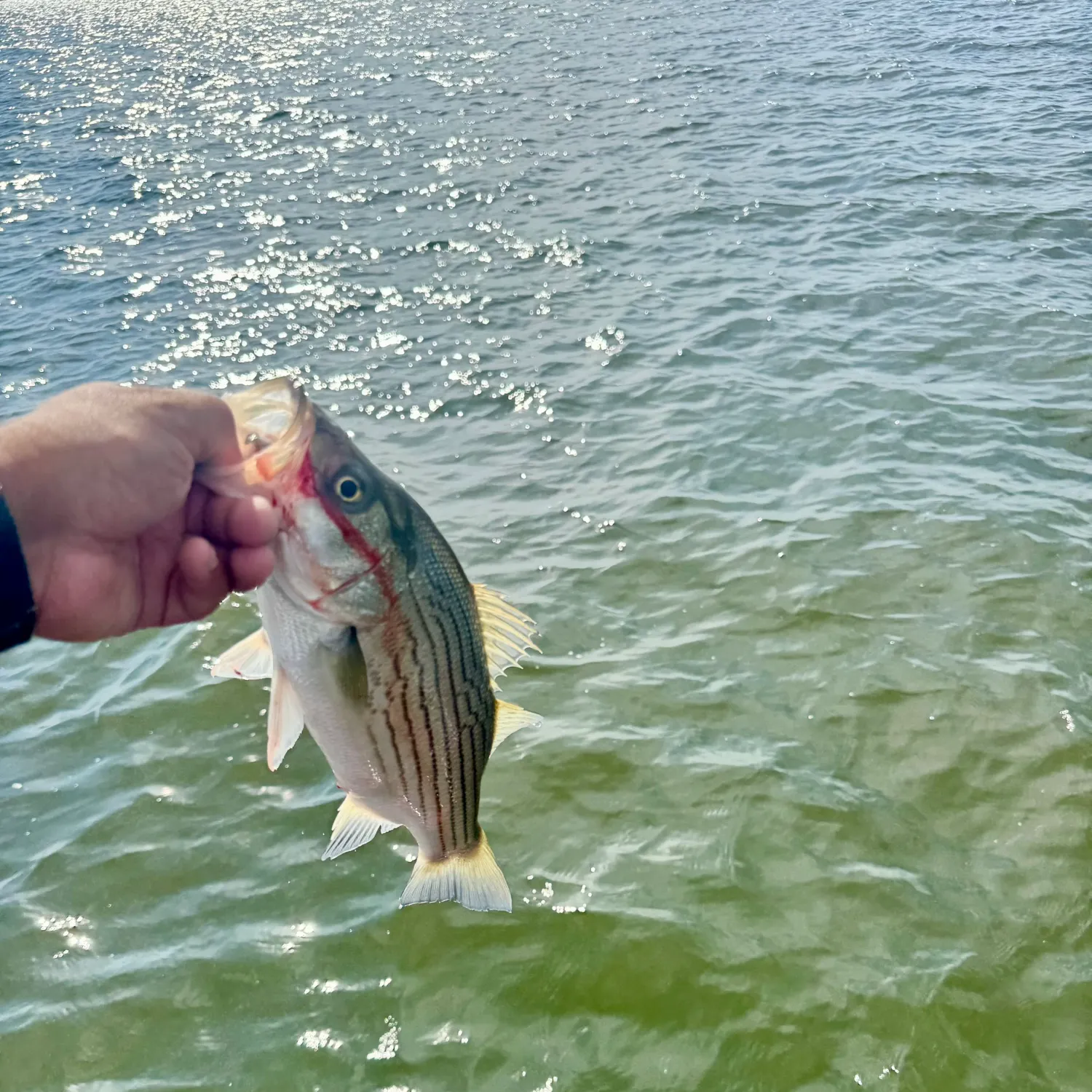 Striped bass caught on Fishbrain