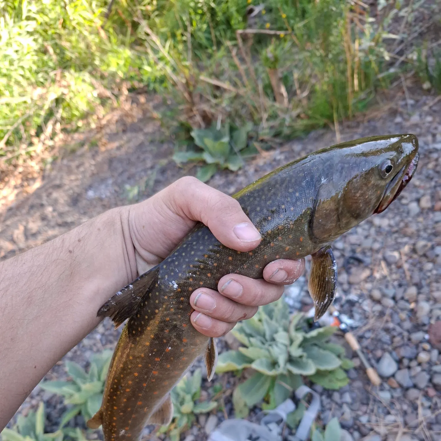 Bull trout caught on Fishbrain