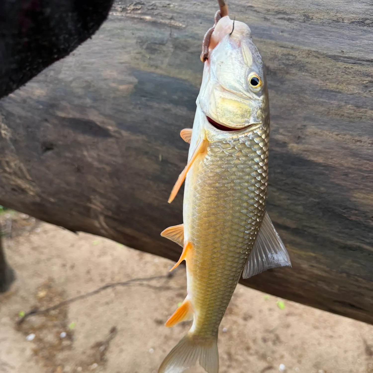 The most recent Golden redhorse catches on Fishbrain
