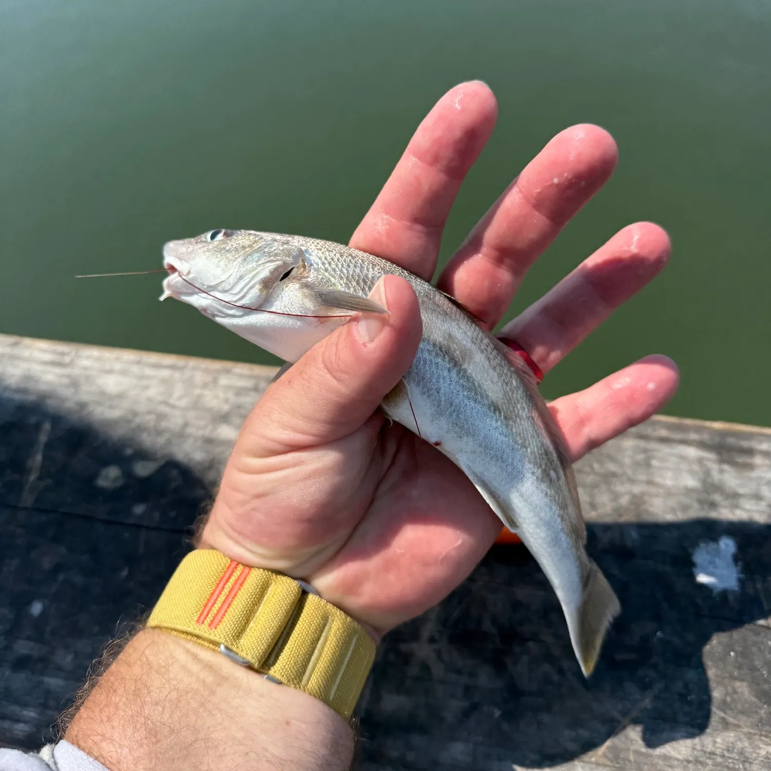 King George whiting caught on Fishbrain