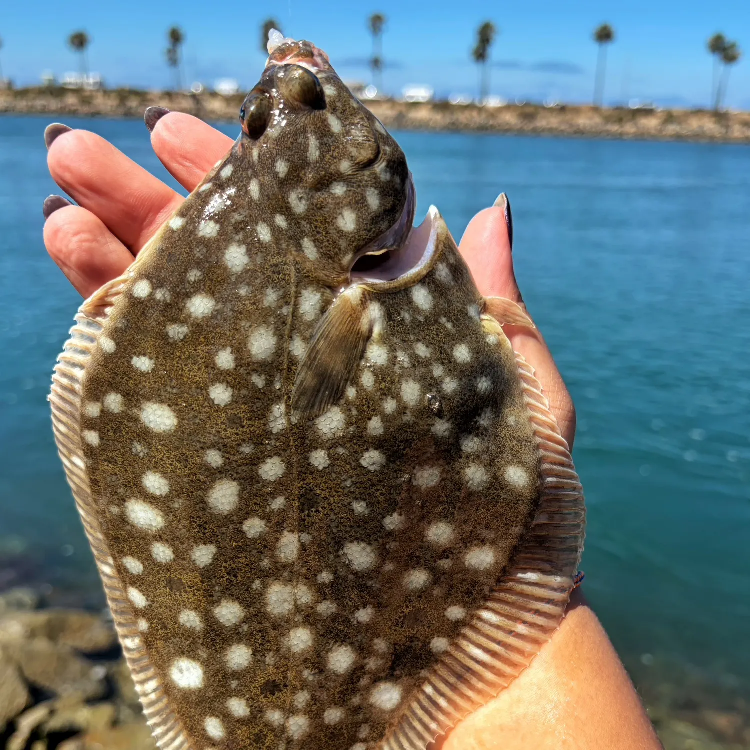 The most recent Diamond turbot catches on Fishbrain