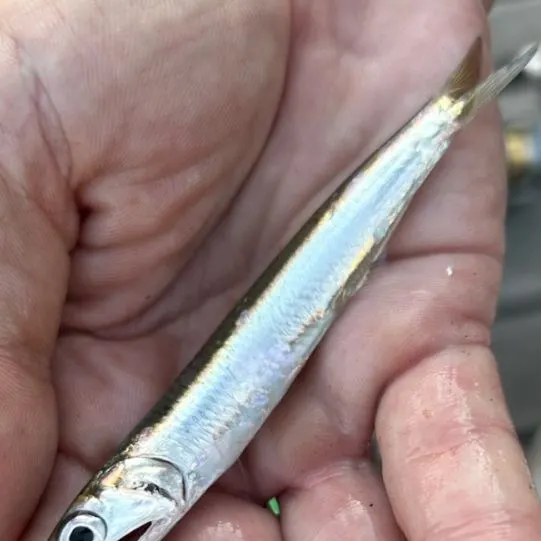 The most recent Australian anchovy catches on Fishbrain