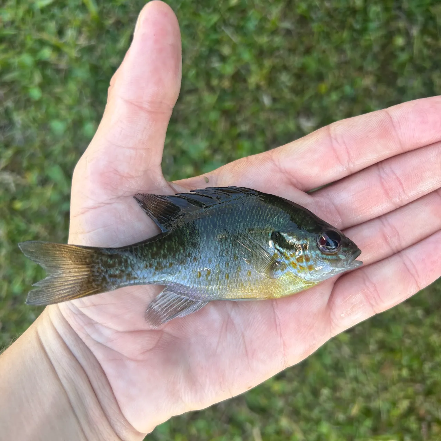 The most recent Pumpkinseed x redbreast sunfish catches on Fishbrain