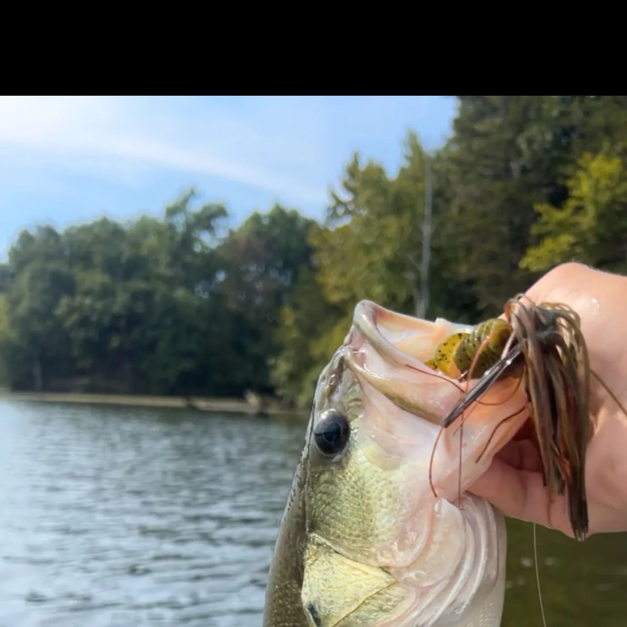 Largemouth bass caught on Fishbrain