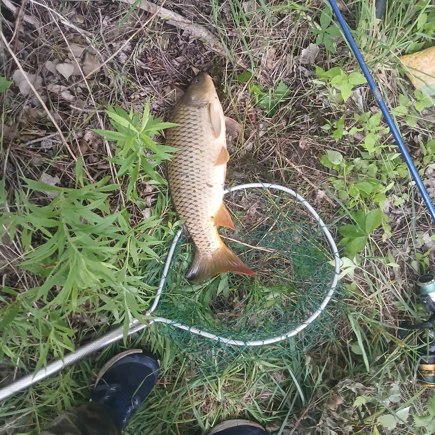 Common carp caught on Fishbrain