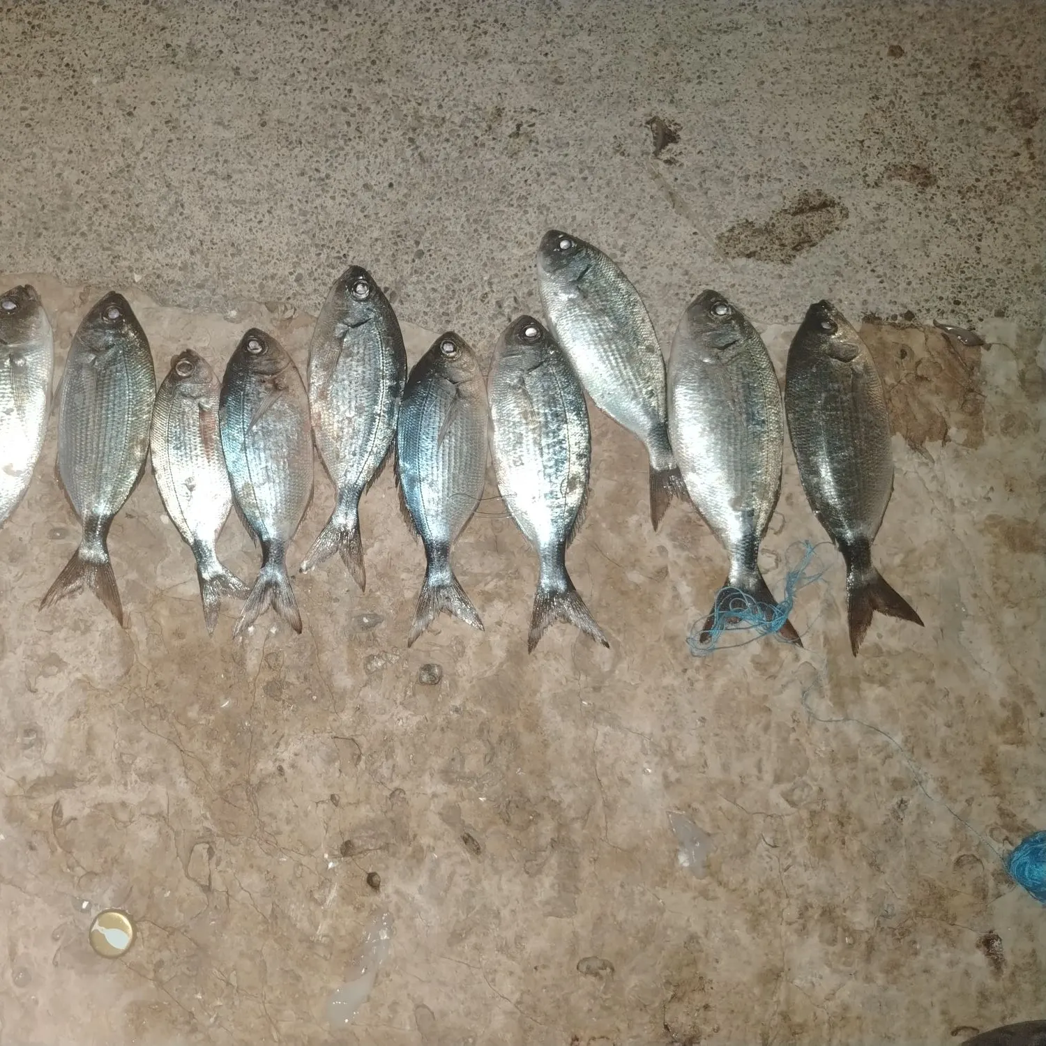 The most recent Saddled seabream catches on Fishbrain