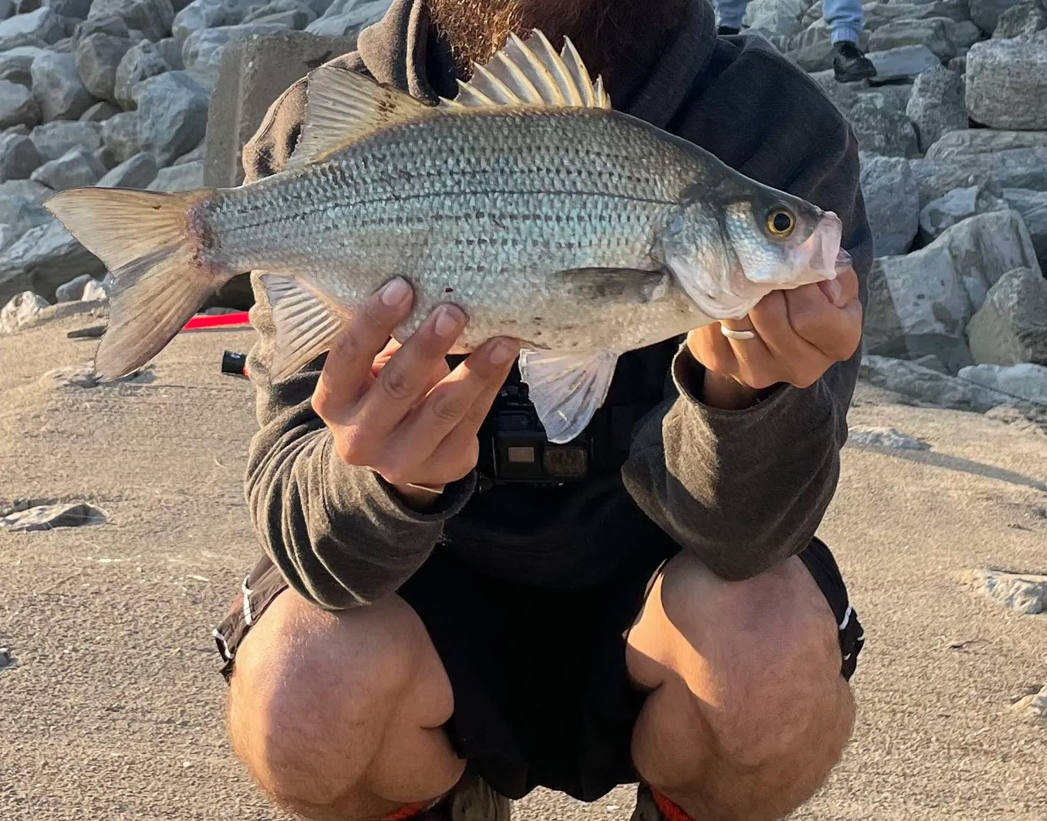 White bass