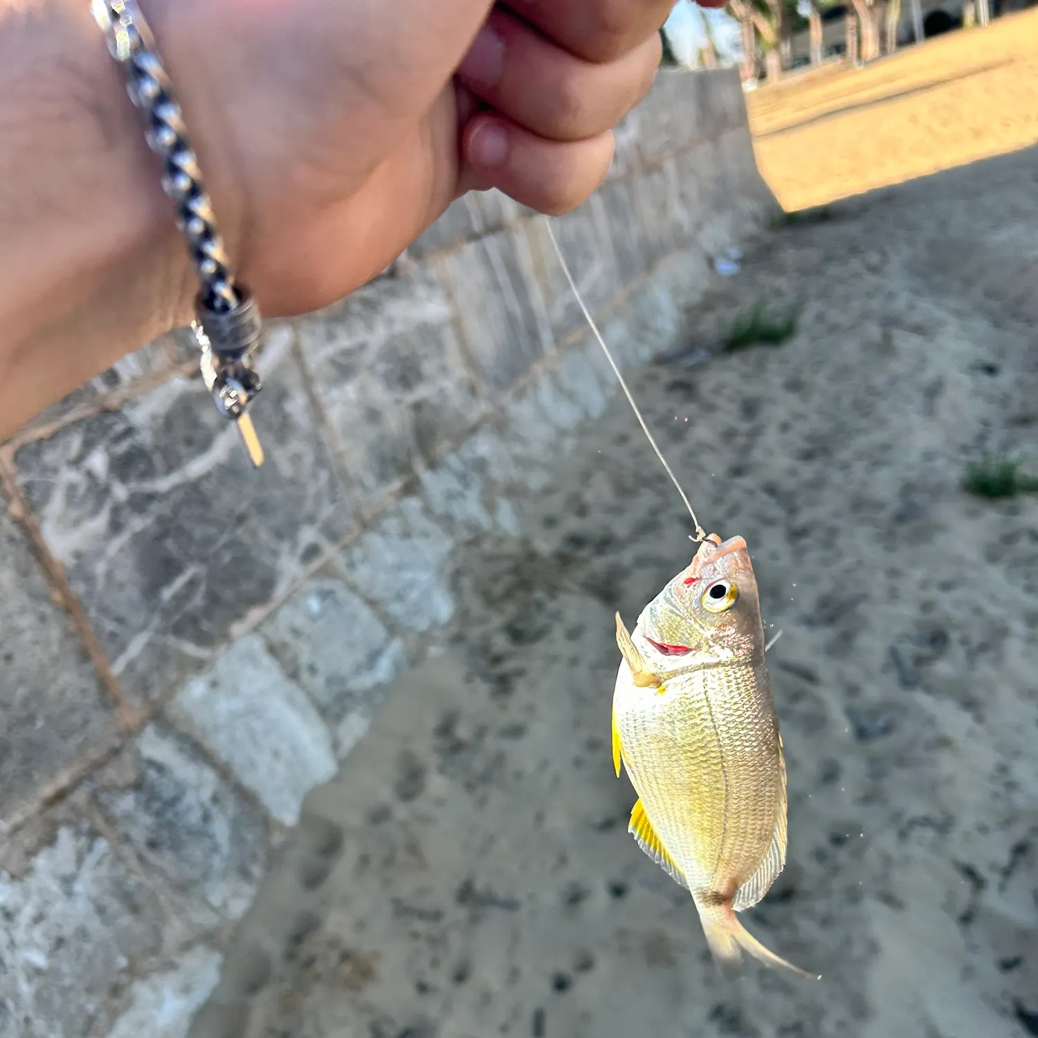 White seabream caught on Fishbrain
