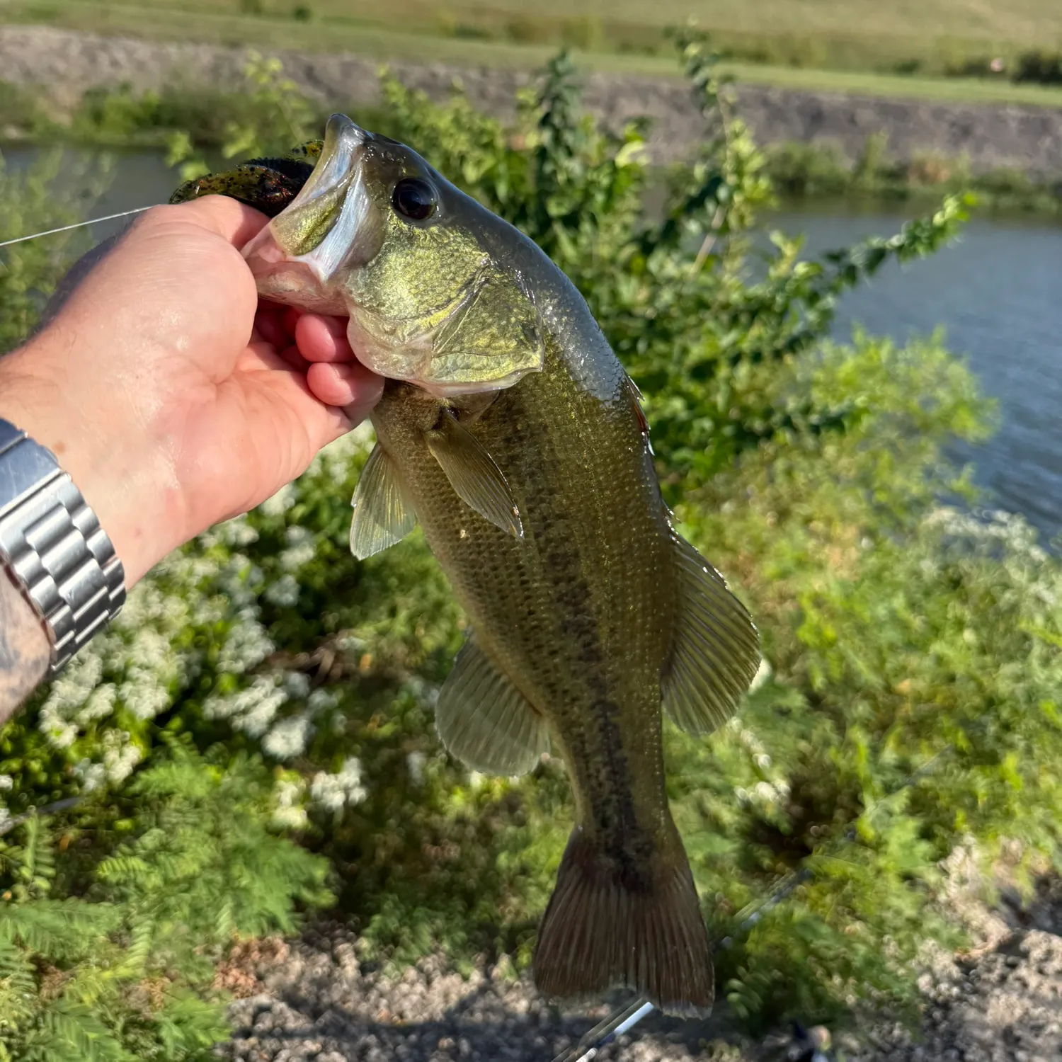 Largemouth bass caught on Fishbrain