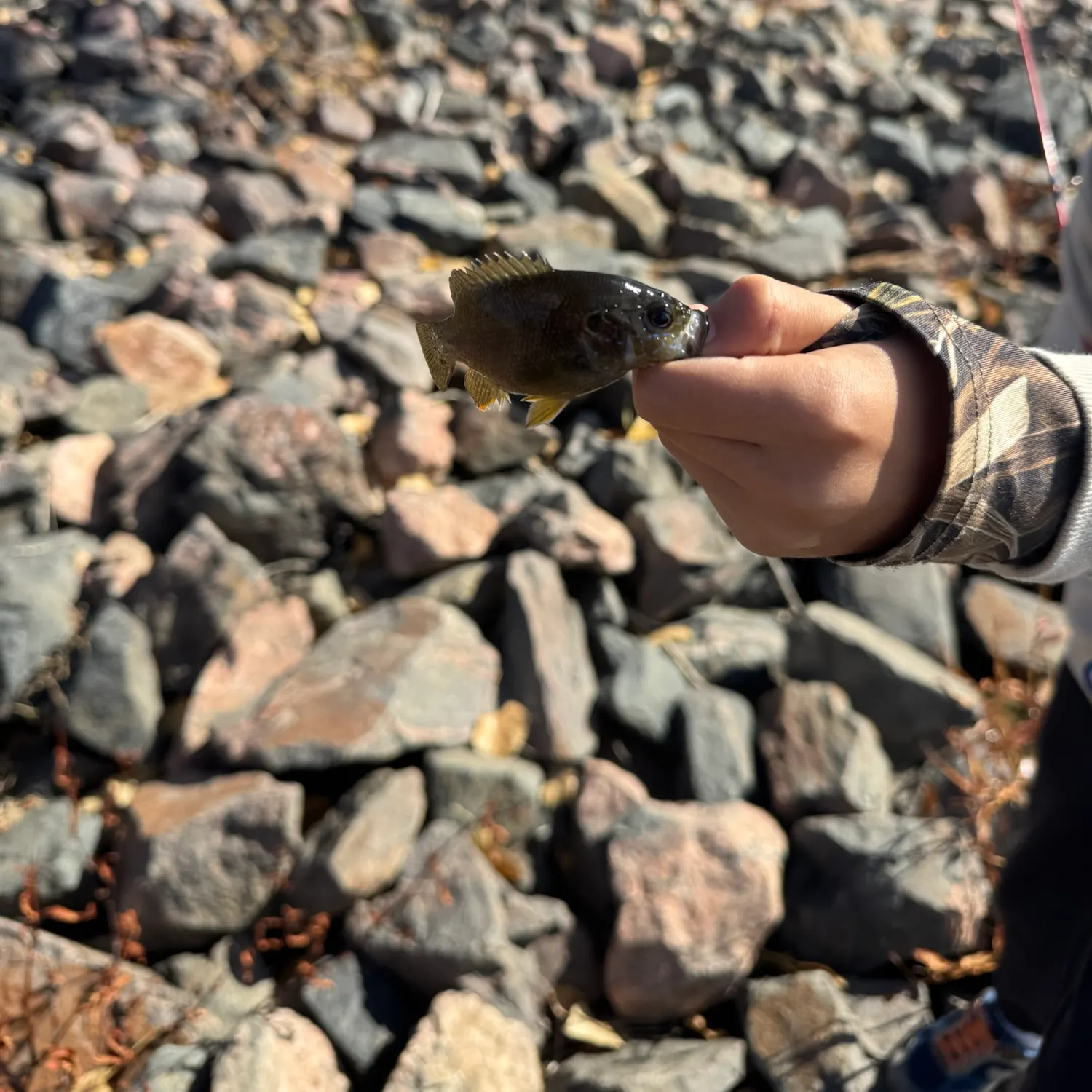 Green sunfish caught on Fishbrain