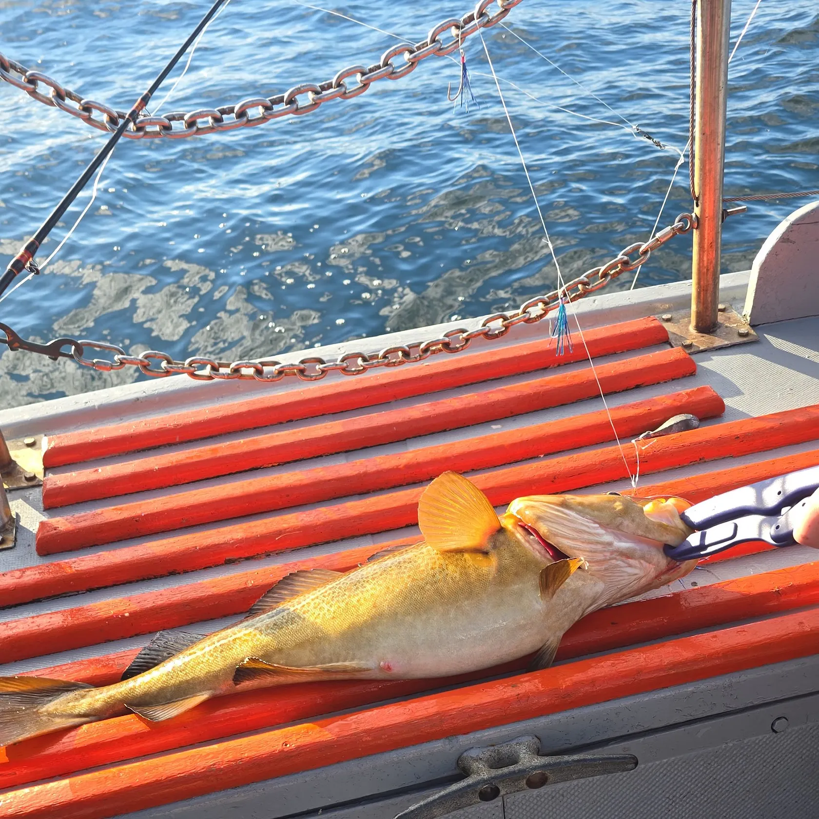 Atlantic cod caught on Fishbrain