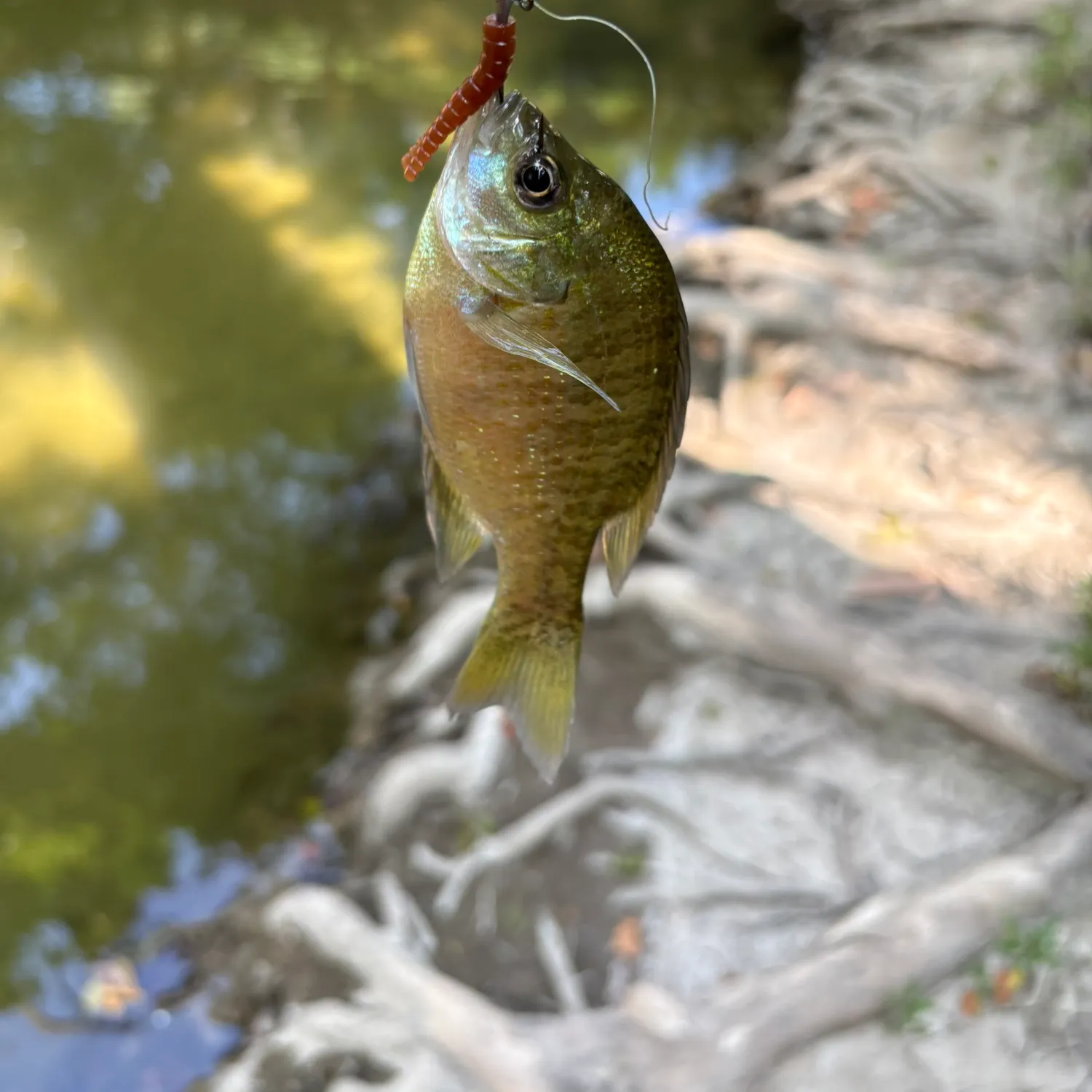 Green sunfish caught on Fishbrain