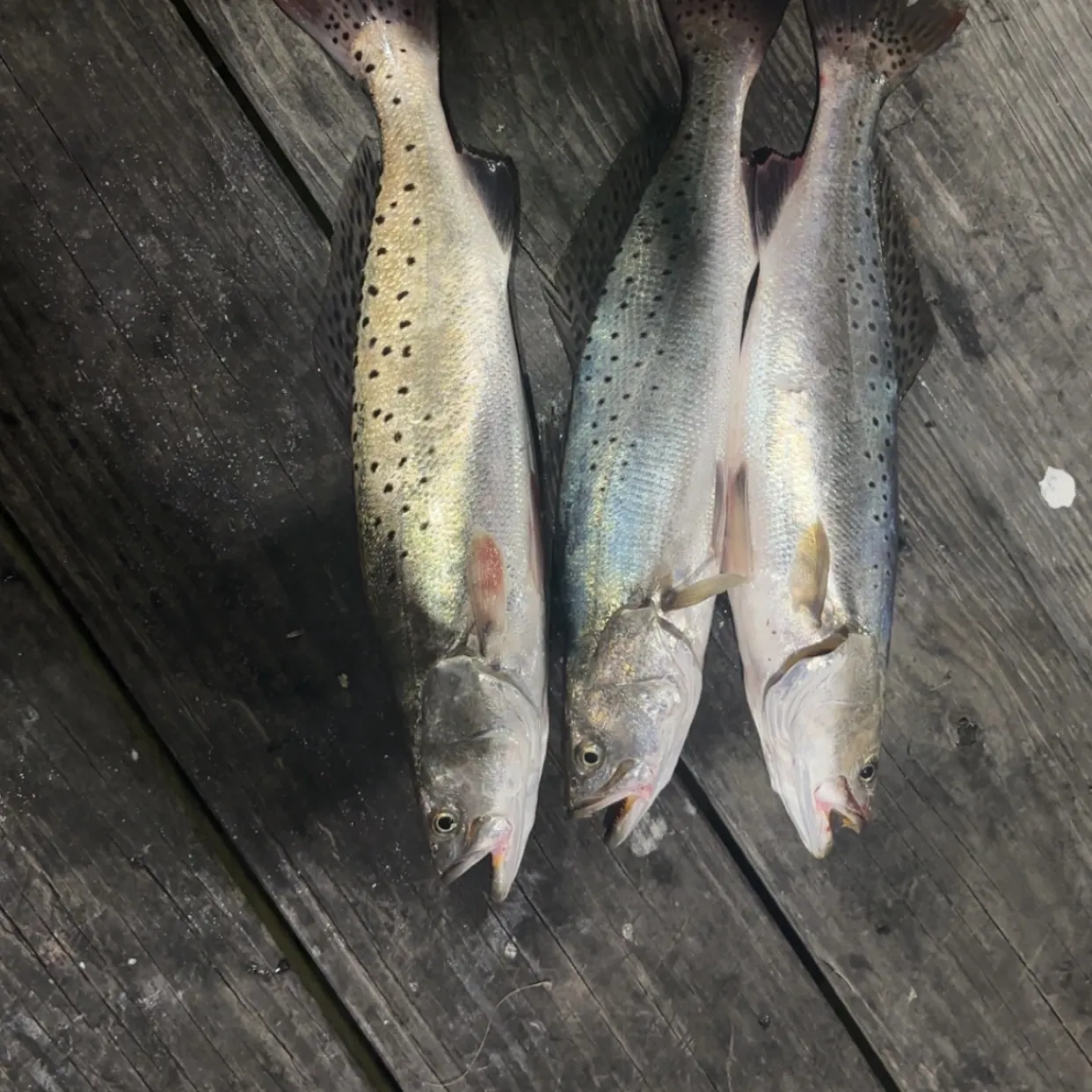 recently logged catches