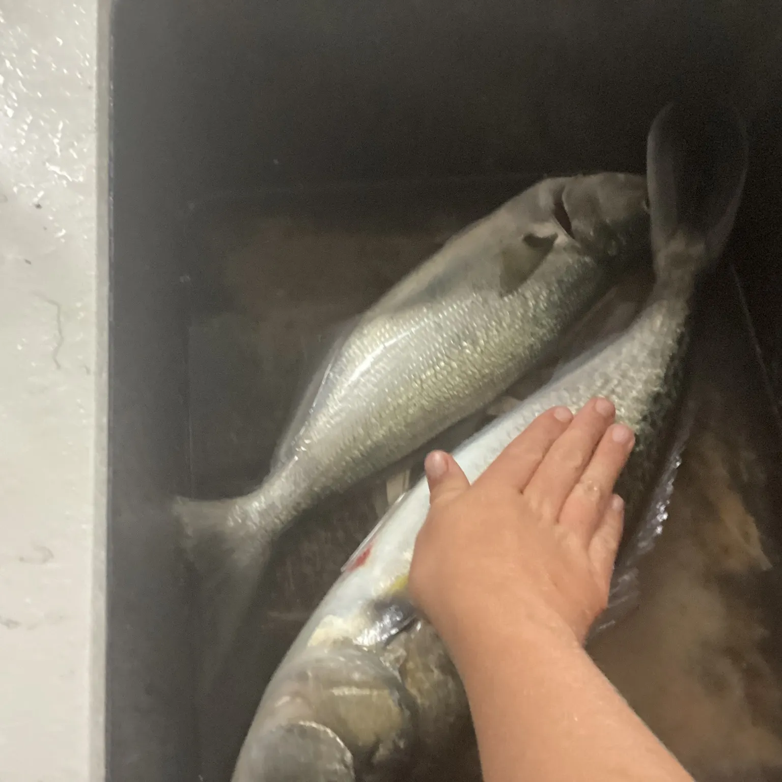 The most recent Chum salmon catches on Fishbrain
