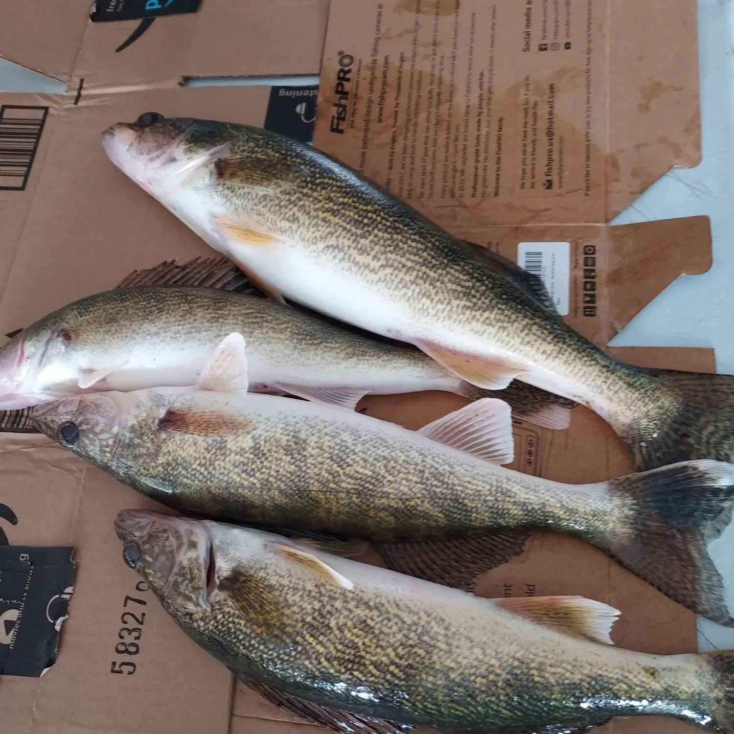 recently logged catches